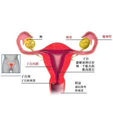 高清图解：女性阴道的真实构造1