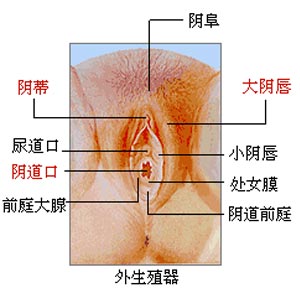 图文详解：女性性器官生理结构1