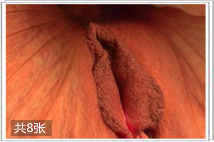 图文详解：女性性器官生理结构3