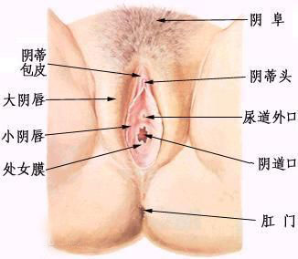 女人爱液分泌多少行房时不会疼痛1