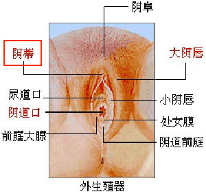 女性阴部真实模样带给你视觉享受3