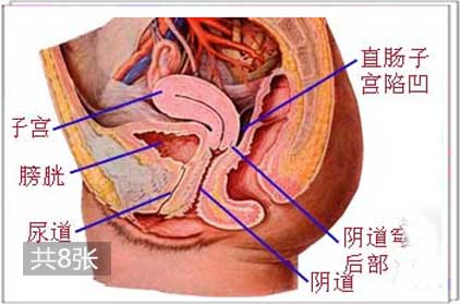 多图详解：女人私处尿道长啥样1