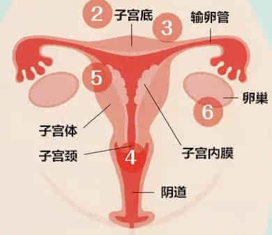 全程直击：性爱中阴道会发生啥变化1