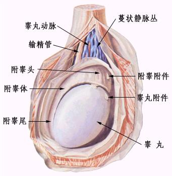 科普：睾丸结构图解－睾丸图片