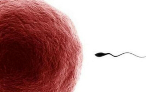一颗精子的漫长生长过程